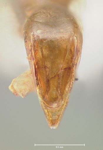 Media type: image;   Entomology 29044 Aspect: genitalia